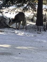 IMG_1109.jpg

4,352.35 KB 
4032 x 3024 
3/10/2019